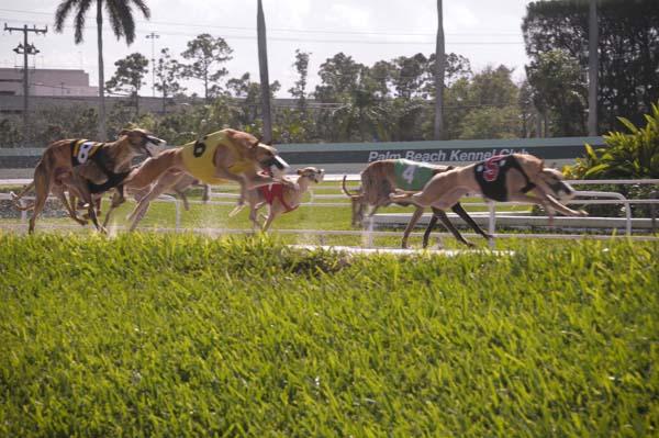 Article image for: MAIN EVENT AT PALM BEACH KENNEL CLUB NEARS THE FINISH LINE